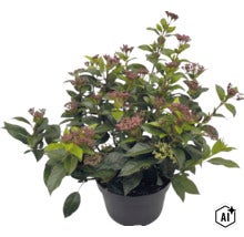 Vinterbär Skimmia japonica med mörka blomknoppar i en svart kruka. (Image AI modified or generated)