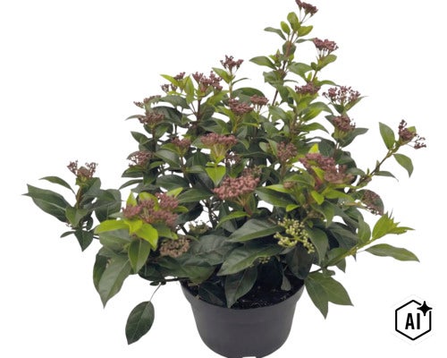 Vinterbär Skimmia japonica med mörka blomknoppar i en svart kruka. (Image AI modified or generated)