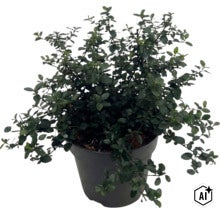 Krypsäckbuske FLORASELF Ceanothus thyrsiflorus var. Repens Co 5L (Image AI modified or generated)
