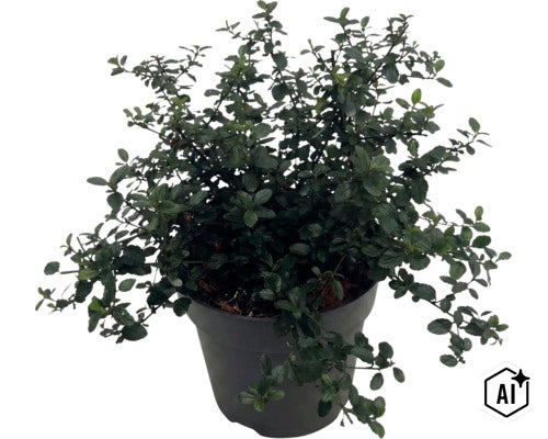 Krypsäckbuske FLORASELF Ceanothus thyrsiflorus var. Repens Co 5L (Image AI modified or generated)