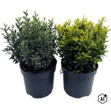 Småbladig japansk benved FLORASELF Euonymus japonicus 'Microphyllus' Co 5L (Image AI modified or generated)