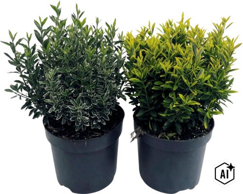 Småbladig japansk benved FLORASELF Euonymus japonicus 'Microphyllus' Co 2L (Image AI modified or generated)