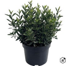 Småbladig japansk benved FLORASELF Euonymus japonicus 'Microphyllus' Co 5L (Image AI modified or generated)
