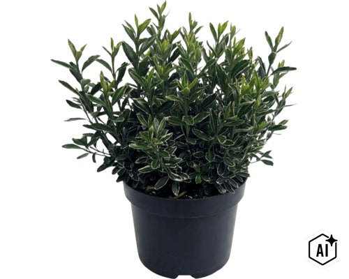 Småbladig japansk benved FLORASELF Euonymus japonicus 'Microphyllus' Co 5L (Image AI modified or generated)