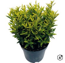 Småbladig japansk benved FLORASELF Euonymus japonicus 'Microphyllus' Co 5L (Image AI modified or generated)