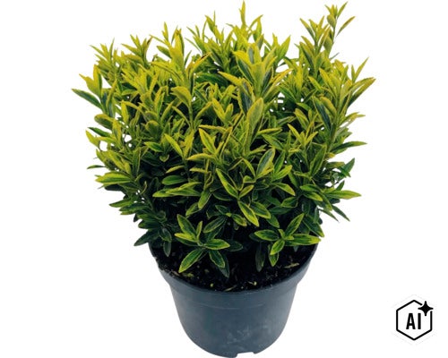 Småbladig japansk benved FLORASELF Euonymus japonicus 'Microphyllus' Co 5L (Image AI modified or generated)