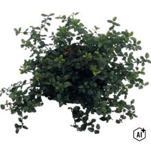 Krypsäckbuske FLORASELF Ceanothus thyrsiflorus var. Repens Co 5L (Image AI modified or generated)