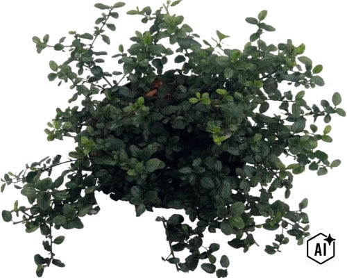 Krypsäckbuske FLORASELF Ceanothus thyrsiflorus var. Repens Co 5L (Image AI modified or generated)