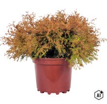 Tuja FLORASELF Thuja occidentalis 'Fire Chief'® EU-S Co 3L (Image AI modified or generated)