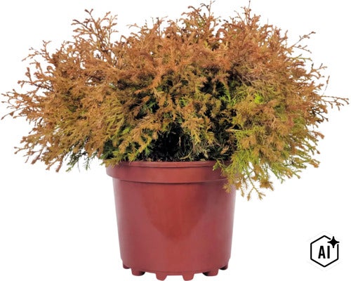 Tuja FLORASELF Thuja occidentalis 'Fire Chief'® EU-S Co 3L (Image AI modified or generated)