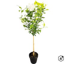 Frilandshibiskus uppstammad FLORASELF Hibiscus syriacus 'White Chiffon' stamhöjd 50cm Co 3L halvfyllda blommor (Image AI modified or generated)