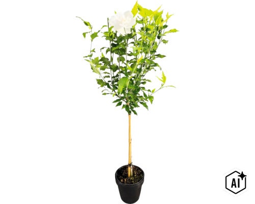Frilandshibiskus uppstammad FLORASELF Hibiscus syriacus 'White Chiffon' stamhöjd 50cm Co 3L halvfyllda blommor (Image AI modified or generated)
