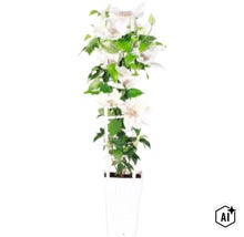 Vit klematis FLORASELF Clematis 'Boulevard' med spaljé 45-50cm krukstorlek Ø15cm (Image AI modified or generated)