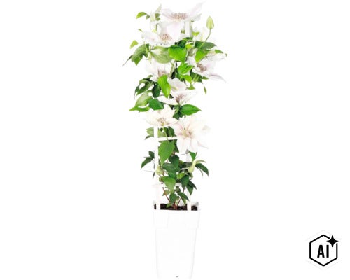 Vit klematis FLORASELF Clematis 'Boulevard' med spaljé 45-50cm krukstorlek Ø15cm (Image AI modified or generated)