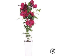 Röd klematis FLORASELF Clematis 'Boulevard' med spaljé 45-50cm krukstorlek Ø15cm (Image AI modified or generated)