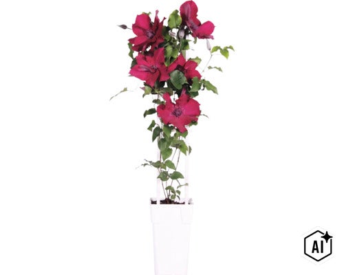 Röd klematis FLORASELF Clematis 'Boulevard' med spaljé 45-50cm krukstorlek Ø15cm (Image AI modified or generated)
