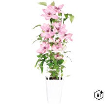 Lila/rosa klematis FLORASELF Clematis 'Boulevard' med spaljé 45-50cm krukstorlek Ø15cm (Image AI modified or generated)