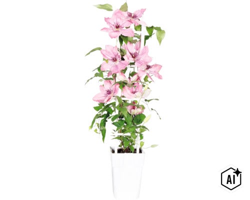 Lila/rosa klematis FLORASELF Clematis 'Boulevard' med spaljé 45-50cm krukstorlek Ø15cm (Image AI modified or generated)