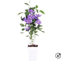 Blå/lila klematis FLORASELF Clematis 'Boulevard' med spaljé 45-50cm krukstorlek Ø15cm (Image AI modified or generated)