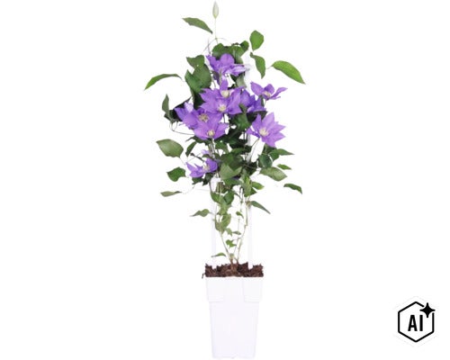 Blå/lila klematis FLORASELF Clematis 'Boulevard' med spaljé 45-50cm krukstorlek Ø15cm (Image AI modified or generated)