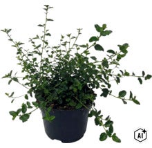 Krypsäckbuske FLORASELF Ceanothus thyrsiflorus var. Repens 20-30 cm Co 2L (Image AI modified or generated)