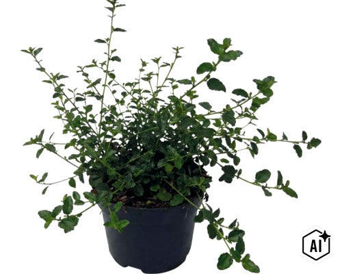 Krypsäckbuske FLORASELF Ceanothus thyrsiflorus var. Repens 20-30 cm Co 2L (Image AI modified or generated)