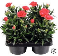 Trädgårdsnejlika mix FLORASELF Dianthus caryophyllus 'Oscar'® 4-pack, blandade färger (Image AI modified or generated)