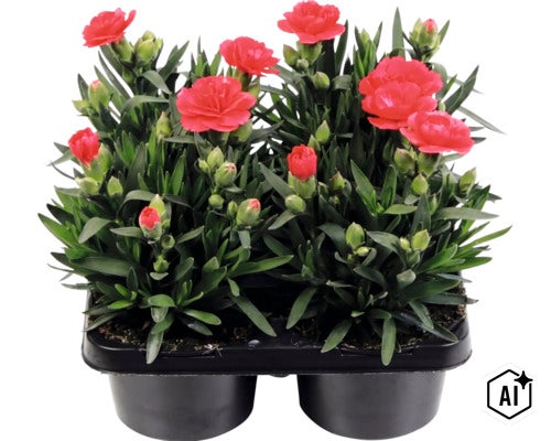 Trädgårdsnejlika mix FLORASELF Dianthus caryophyllus 'Oscar'® 4-pack, blandade färger (Image AI modified or generated)