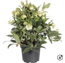 Julros FLORASELF Helleborus 'Winterbell' krukstorlek Ø17cm (Image AI modified or generated)