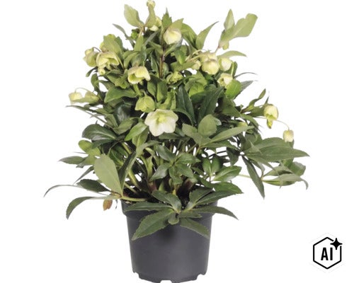 Julros FLORASELF Helleborus 'Winterbell' krukstorlek Ø17cm (Image AI modified or generated)