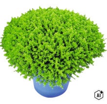 Buskveronika XXL FLORASELF Hebe armstrongii 'GreenBoys' krukstorlek Ø17cm (Image AI modified or generated)