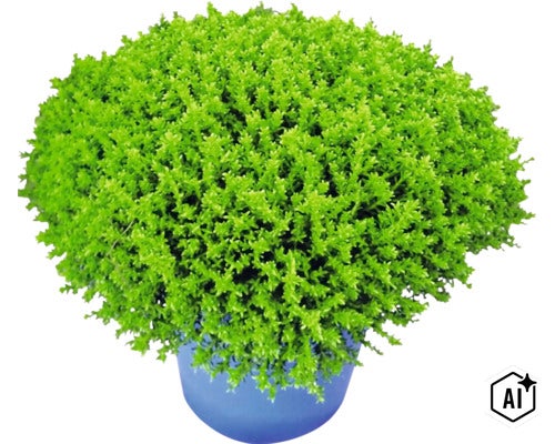Buskveronika XXL FLORASELF Hebe armstrongii 'GreenBoys' krukstorlek Ø17cm (Image AI modified or generated)