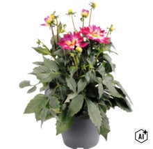 Dahlia FLORASELF Dahlia x Hybride krukstorlek Ø23cm blandade färger (Image AI modified or generated)