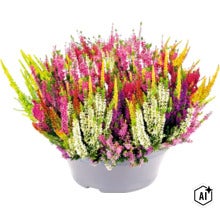 Ljung FLORASELF Calluna vulgaris 'Beauty Ladies Mosaica' krukstorlek Ø23cm blandade färger (Image AI modified or generated)