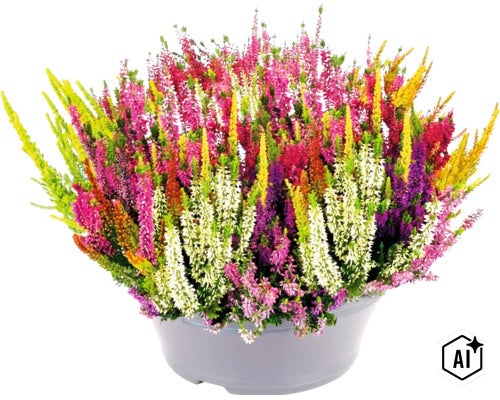 Ljung FLORASELF Calluna vulgaris 'Beauty Ladies Mosaica' krukstorlek Ø23cm blandade färger (Image AI modified or generated)