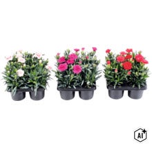 Trädgårdsnejlika mix FLORASELF Dianthus caryophyllus 'Oscar'® 4-pack, blandade färger (Image AI modified or generated)