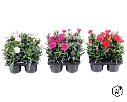 Trädgårdsnejlika mix FLORASELF Dianthus caryophyllus 'Oscar'® 4-pack, blandade färger (Image AI modified or generated)