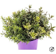 Buskveronika FLORASELF Hebe andersonii 'Kiwi Quatro' krukstorlek Ø23cm (Image AI modified or generated)
