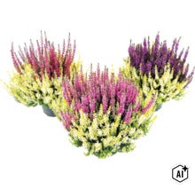 Ljung FLORASELF Calluna vulgaris 'Beauty Ladies Colour Crown' krukstorlek Ø13cm (Image AI modified or generated)