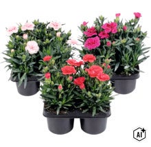 Trädgårdsnejlika mix FLORASELF Dianthus caryophyllus 'Oscar'® 4-pack, blandade färger (Image AI modified or generated)