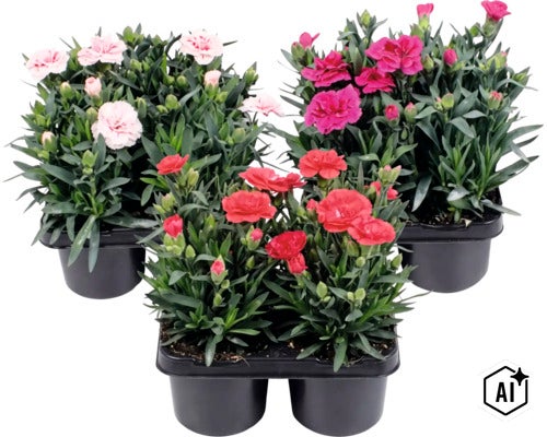 Trädgårdsnejlika mix FLORASELF Dianthus caryophyllus 'Oscar'® 4-pack, blandade färger (Image AI modified or generated)