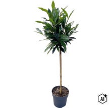 Lagerhägg FLORASELF Prunus laurocerasus 'Otto Supreme' ca 60-75cm stammad Co 3L (Image AI modified or generated)