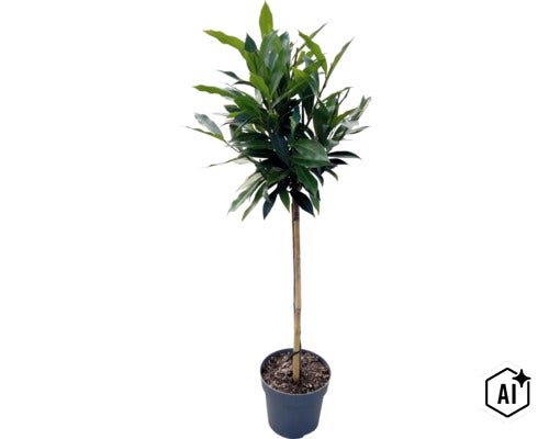 Lagerhägg FLORASELF Prunus laurocerasus 'Otto Supreme' ca 60-75cm stammad Co 3L (Image AI modified or generated)