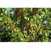 Aprikosträd med mogna frukter och gröna blad på sommaren