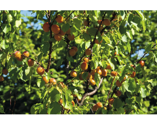 Aprikosträd med mogna frukter och gröna blad på sommaren