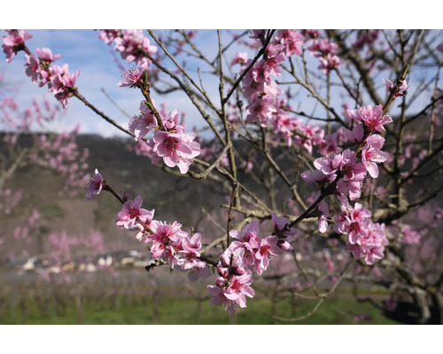 Blommande persikoträd under våren med många rosa blommor på grenarna.