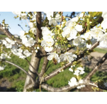 Ett blommande körsbärsträd med vita blommor och ett bi i trädgården.