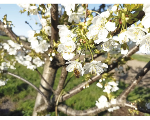 Ett blommande körsbärsträd med vita blommor och ett bi i trädgården.