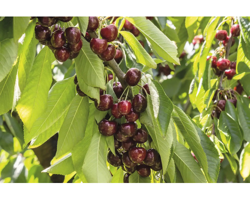 Mogna körsbär på ett körsbärsträd med gröna blad på sommaren.