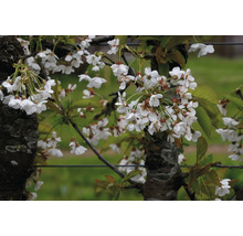 Blommande körsbärsträd på våren med många vita blommor på grenarna.